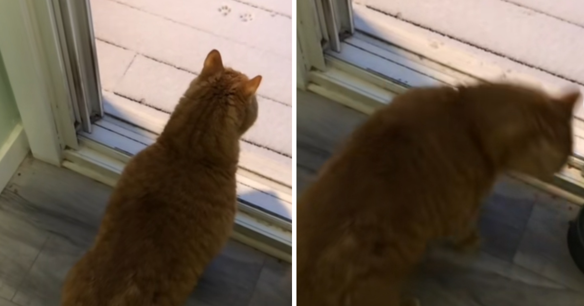 Vlasnica objavila reakciju svog mačka kad je vidio prvi snijeg, video je hit