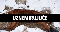 FOTO Netko u Hrvatskoj nemilosrdno truje vukove i druge divlje životinje