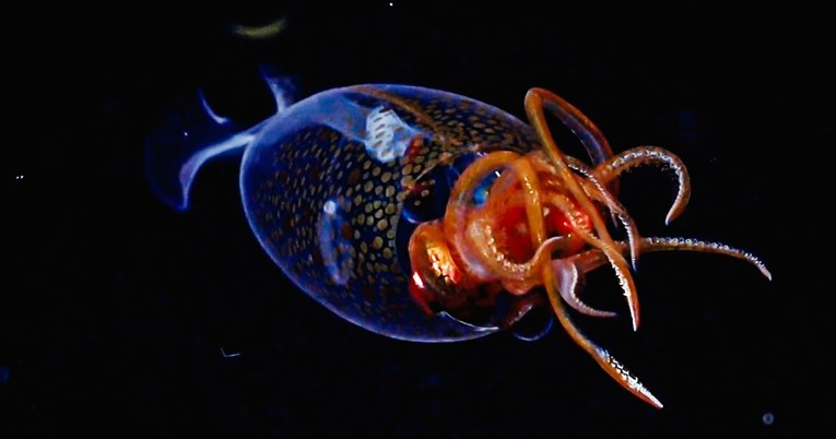 Povijesna snimka kolosalne lignje. 100 godina se nagađalo postoji li uopće