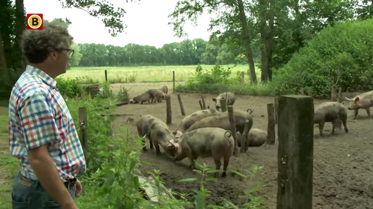 Roboti, dronovi, svinje, krave i kokoši - farma budućnosti u Nizozemskoj