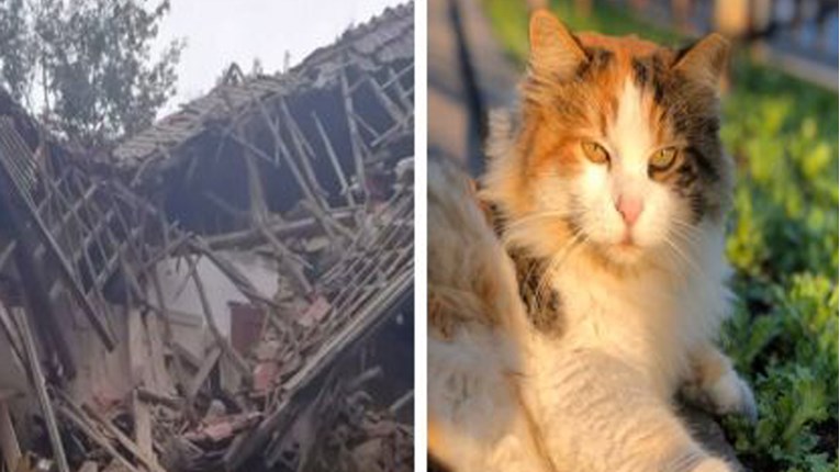 Talijanski par preživio urušavanje kuće zahvaljujući svojim mačkama