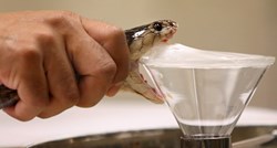 Australija podupire domaću proizvodnju cjepiva i seruma za zmijski otrov