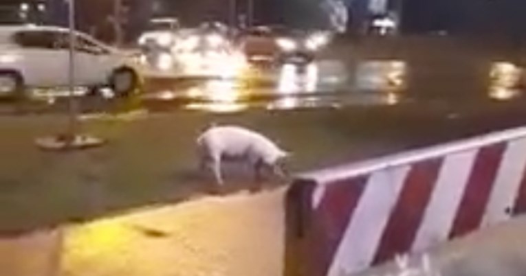 Nevjerojatan prizor u Banjoj Luci: Dezorijentirana svinja zalutala u kružni tok
