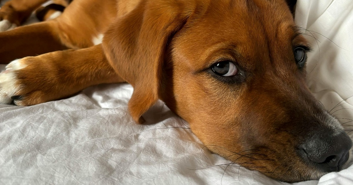 Kako smiriti anksioznog psa?