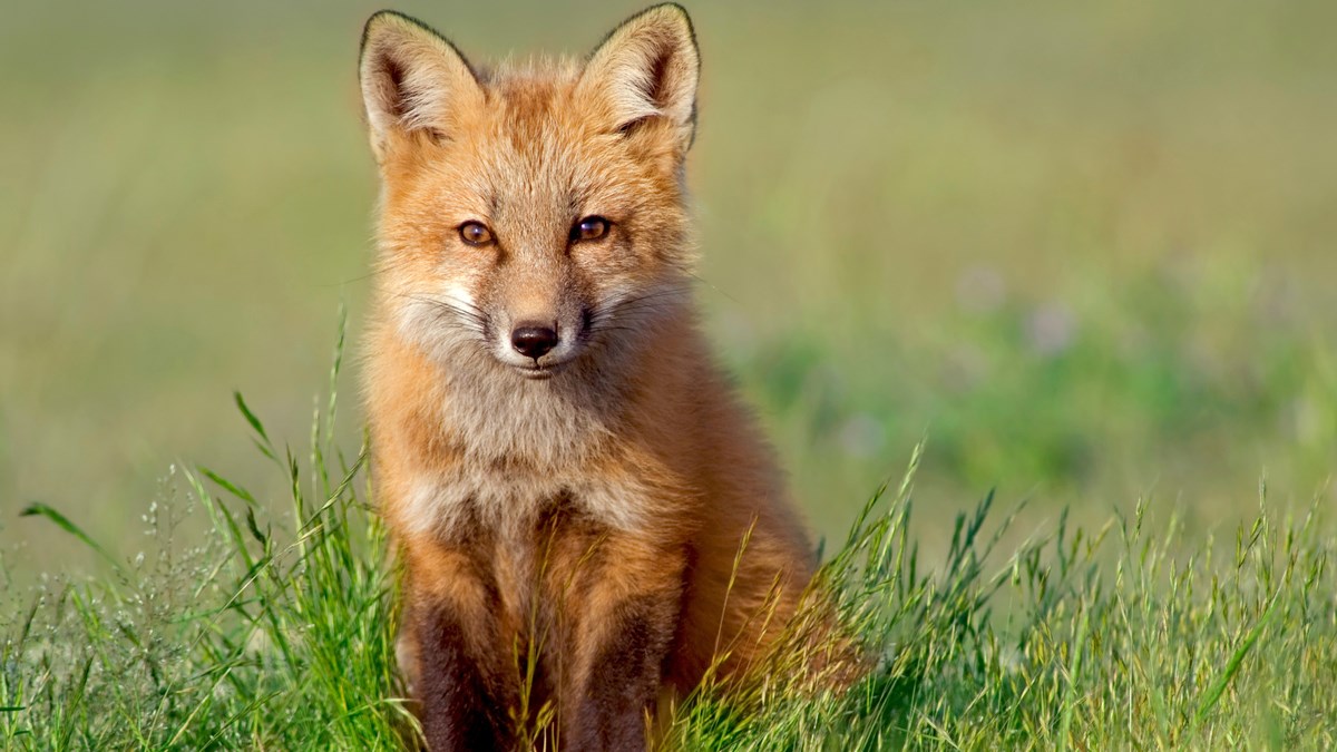 VIDEO Ovaj lisac imao je sreće i sada uživa u životu
