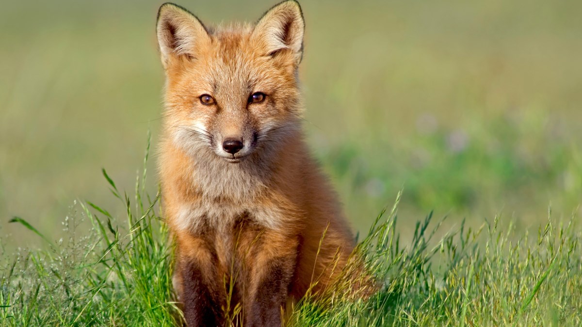 Ako vidite ovo u šetnji, nemojte se prestrašiti. Počela je vakcinacija lisica