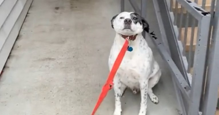 Izraz lica ovog psa jasno otkriva koliko mrzi kišu