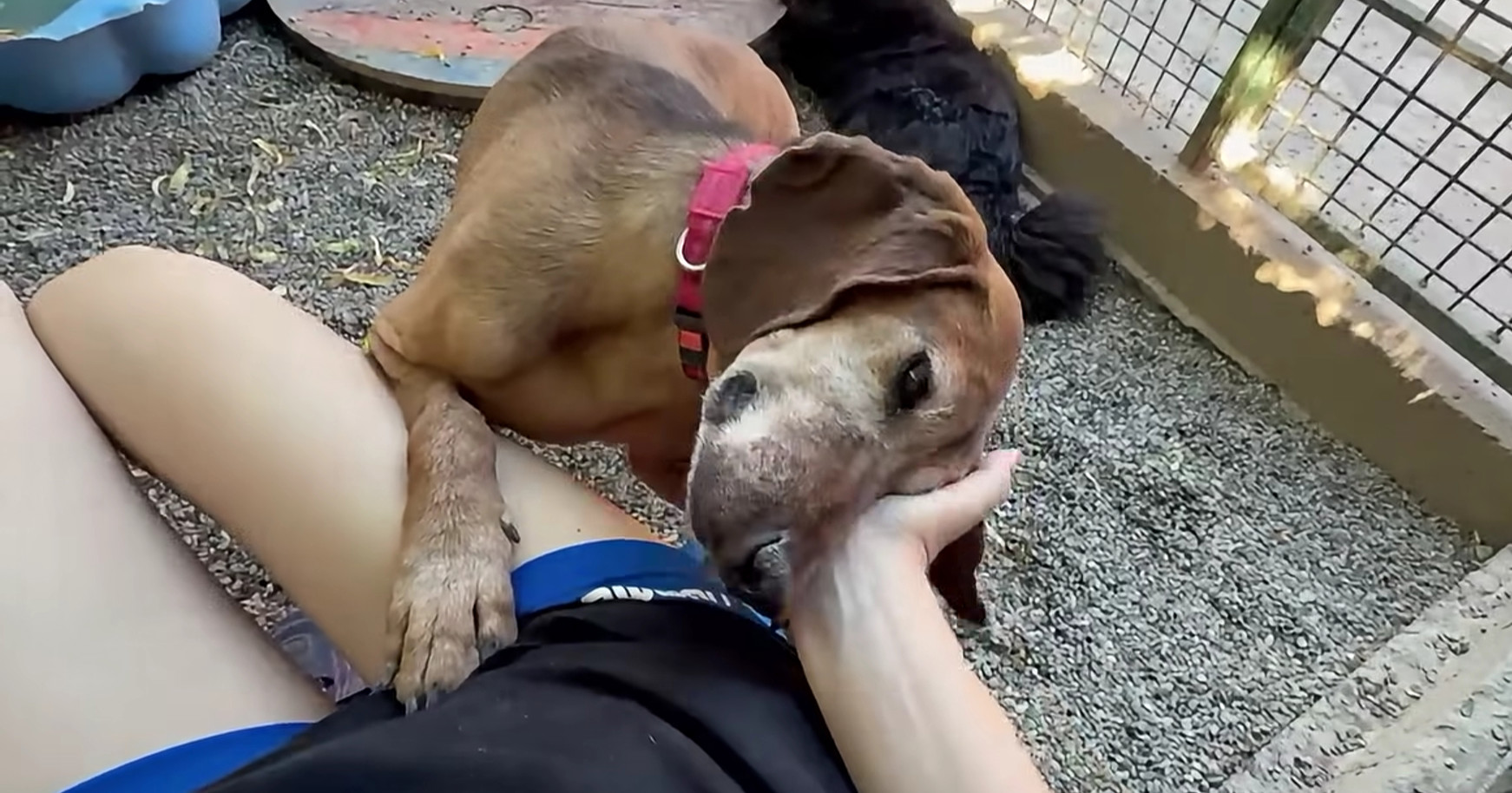 Zlatica je jedina od pet pasa spašenih u Dvoru na Uni koja još nije našla dom