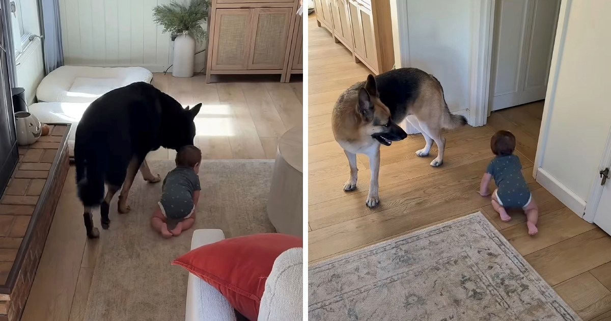 Prizor koji topi srca: Njemački ovčari čuvaju bebu dok puže po kući