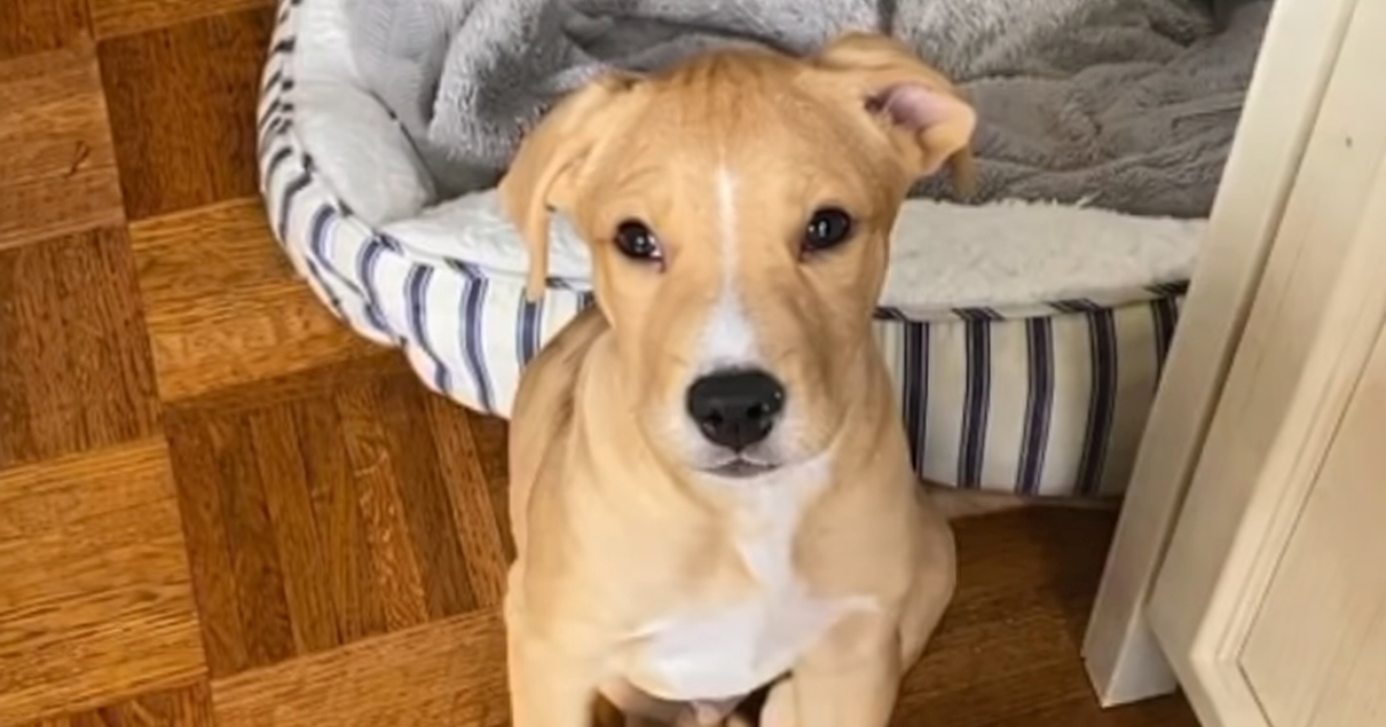 Mislila da je udomila čivavu, a dobila je labradora od 43 kilograma