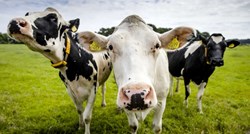 Francuski sud ozakonio pravo krava na mukanje