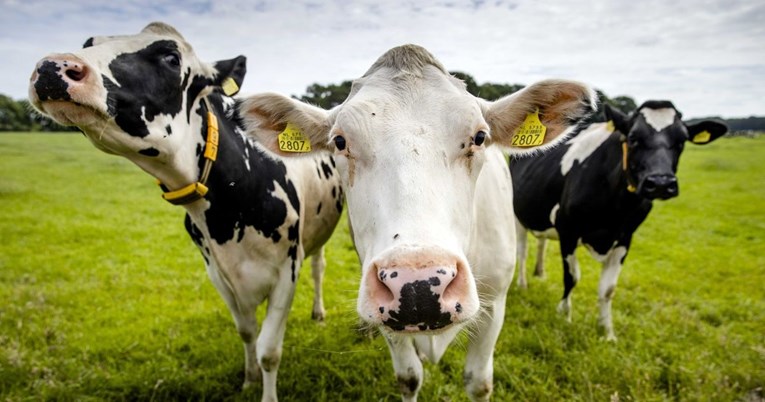 Francuski sud ozakonio pravo krava na mukanje