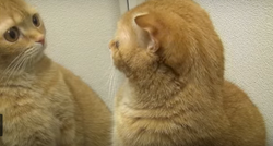 Smiješne i slatke reakcije mačaka na vlastiti odraz u ogledalu