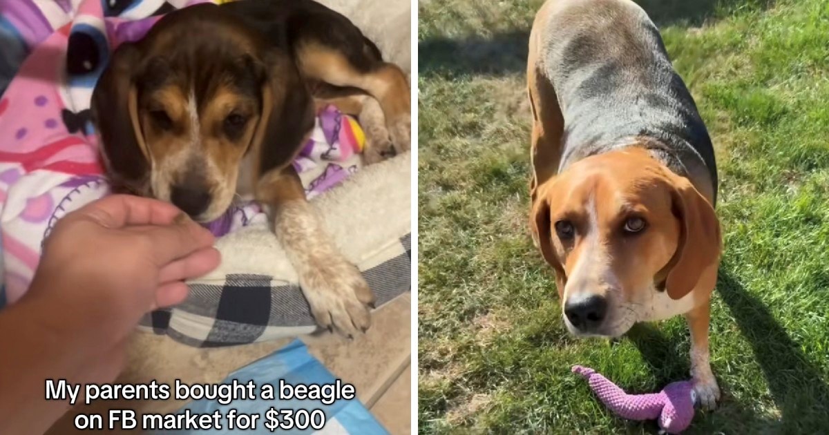 Mislili su da su kupili bigla, dočekalo ih je iznenađenje kad je pas odrastao