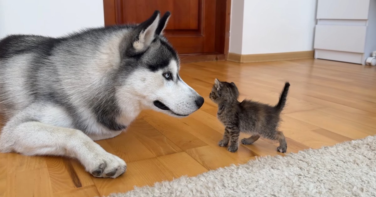 Nježni haski je u samo nekoliko minuta stekao povjerenje uplašenog mačića