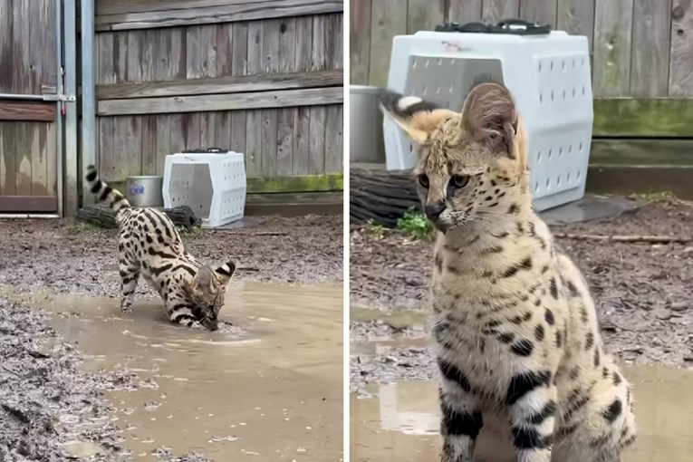 Mladi serval igra se u blatnoj lokvi, oduševio je internet 🥹