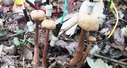 Izgleda da gljive "razgovaraju" nakon kiše, i to na neobičan način