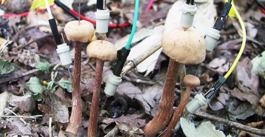 Izgleda da gljive "razgovaraju" nakon kiše, i to na neobičan način