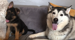 Haski poludio od sreće kada su ga vlasnici upoznali sa psićem svojih prijatelja