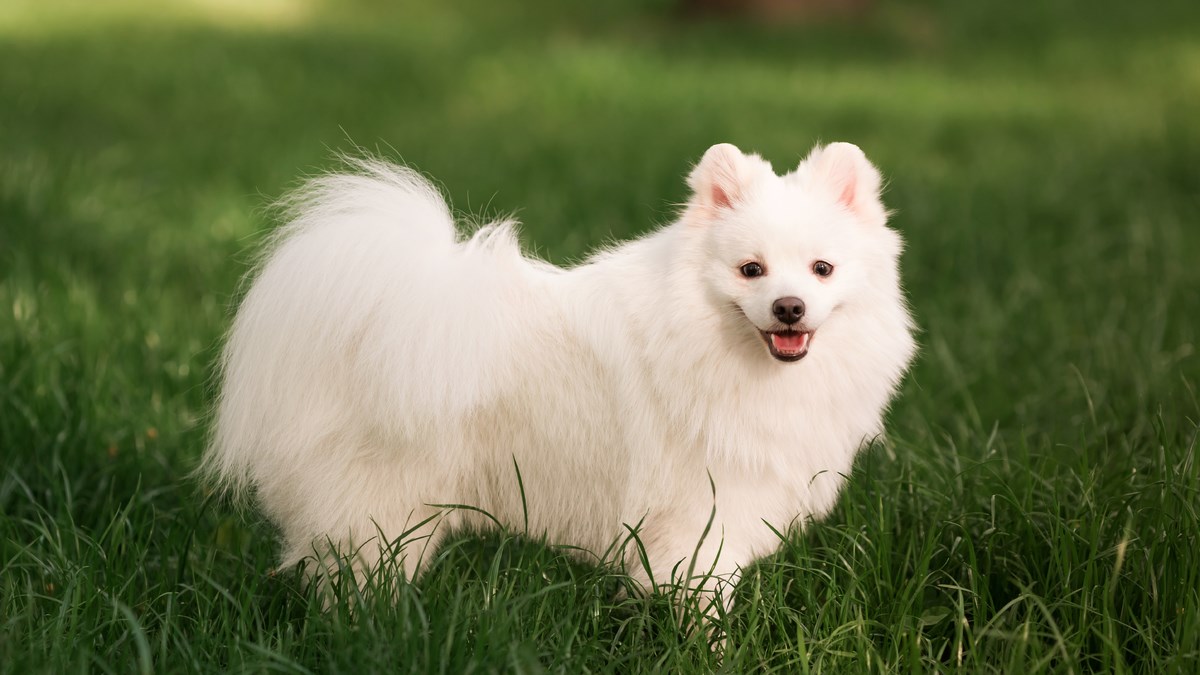 Saznajte sve o preslatkim japanskim špicevima