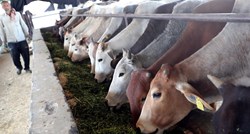 Poljoprivredna komora: Za veću proizvodnju mlijeka nužni ulaganja i više zemljišta