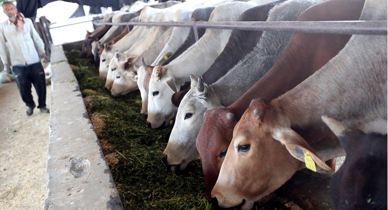 Poljoprivredna komora: Za veću proizvodnju mlijeka nužni ulaganja i više zemljišta