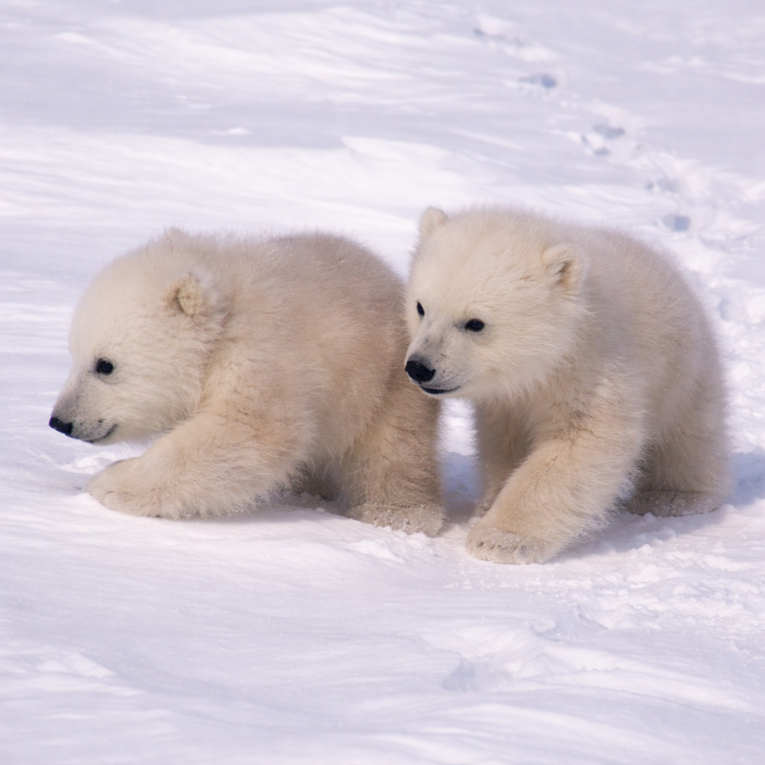 VIDEO Prvi nespretni koraci polarnih medvjedića najslađe su što ćete vidjeti