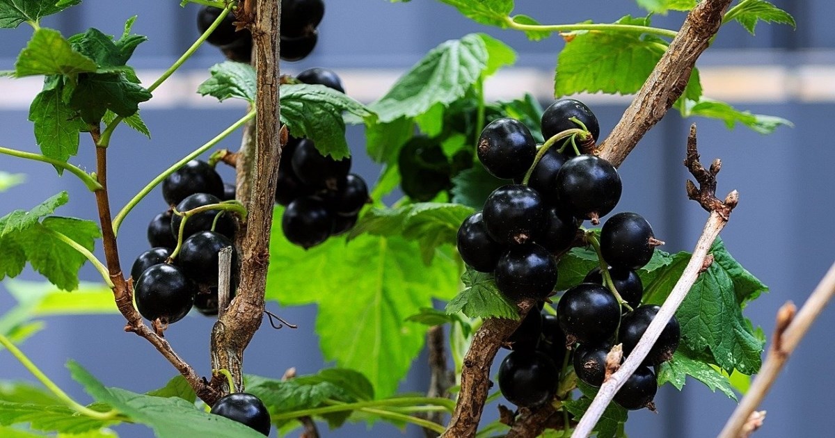 Ovo nepravedno podcijenjeno bobičasto voće nudi vrijedne prednosti za zdravlje