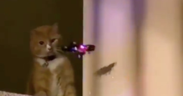 Mački se približio dron, sredila ga je jednim potezom