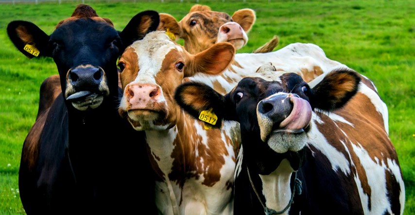 Jesu li krave zaslužile neslavnu titulu velike prijetnje okolišu?