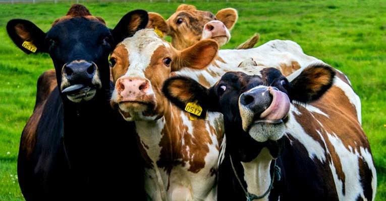 Jesu li krave zaslužile titulu velike prijetnje okolišu? Čini se da je kriv čovjek