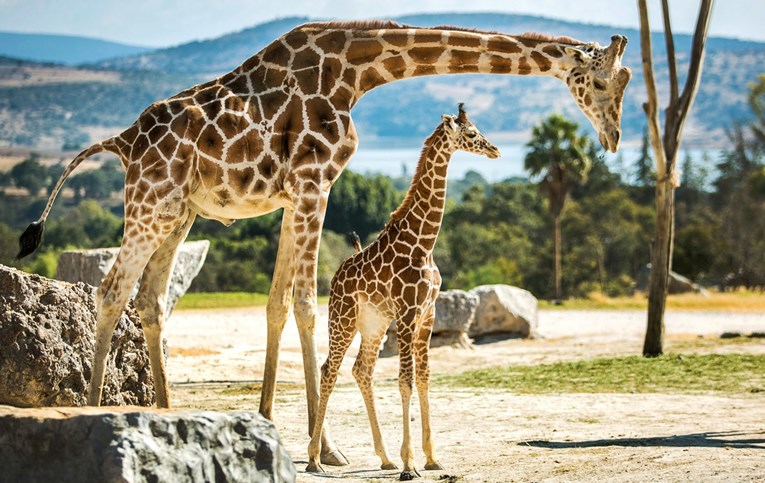 Beba žirafa rođena u jeku pandemije dobila neobično ime