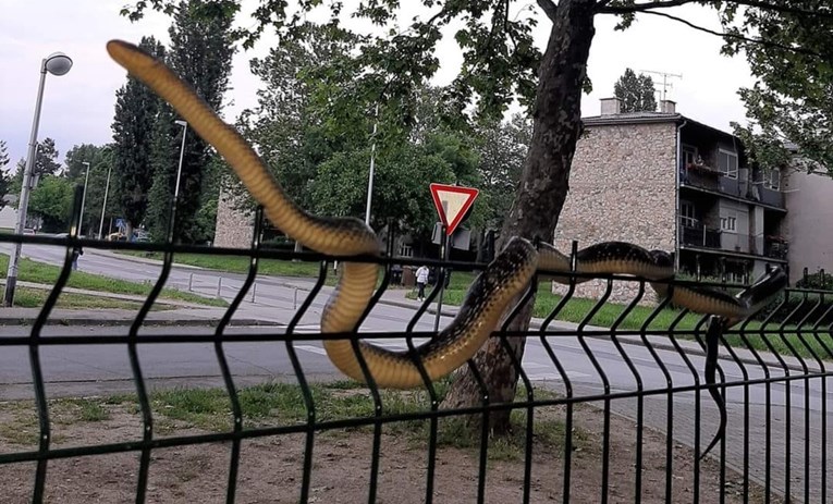 Snimili ogromnu zmiju kod dječjeg parka u Dubravi: "Selim se, srce bi me izdalo"