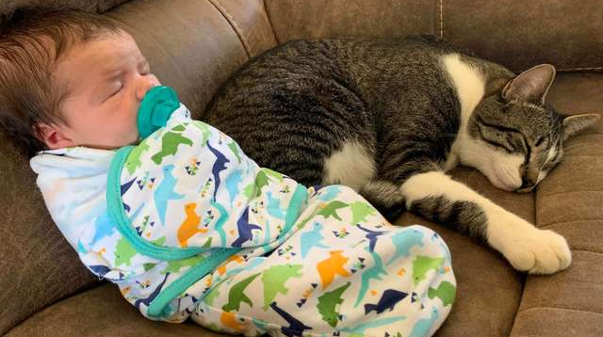 Mačak se uvalio u bebinu sjedalicu, njezin izraz lica najsmješniji je na svijetu