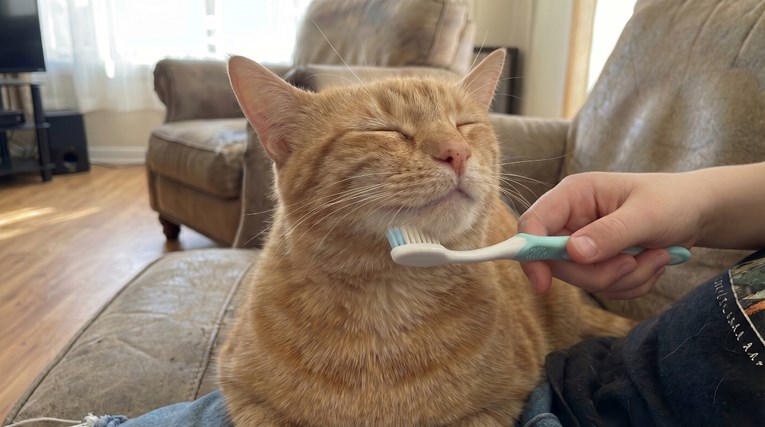 Ljudi je dirnuo razlog zbog kojeg mačke vole četkanje vlažnom četkicom za zube