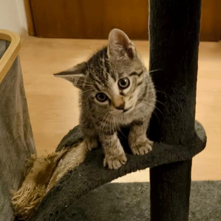 Mali Šime spreman je za zauvijek dom: Obožava ljude, pse i druge mačke