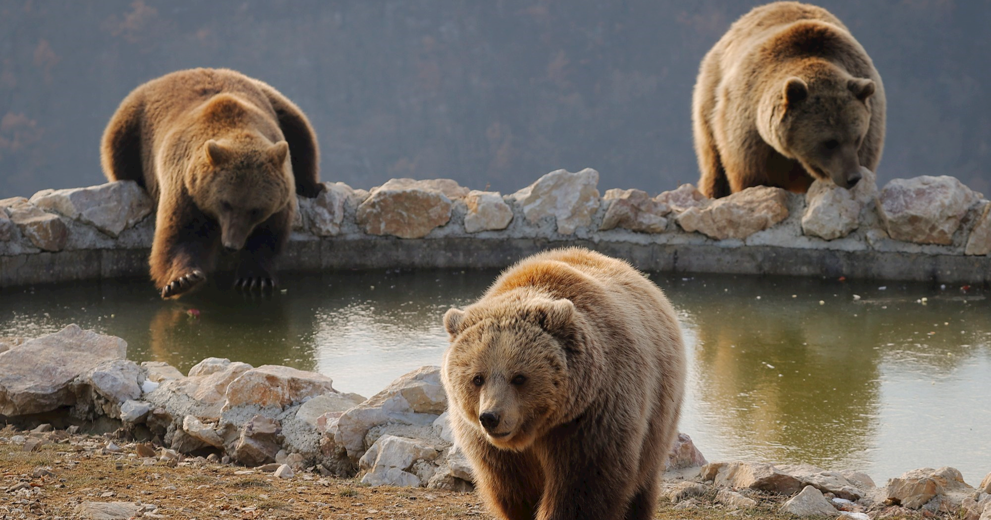 Medvjeđa obitelj uhvaćena nakon 21 provale u kalifornijske domove
