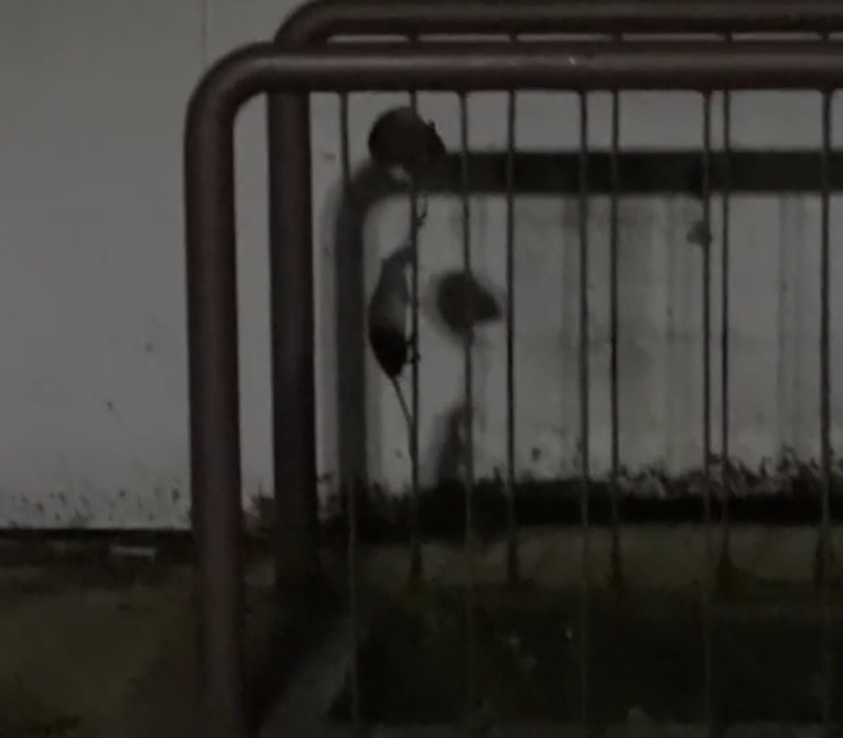 Najezda štakora kod studentskog doma u Zagrebu. "Nema razloga za zabrinutost"