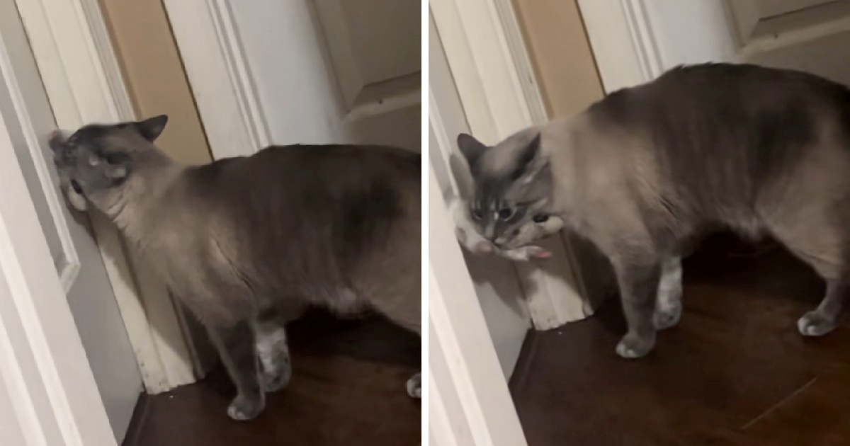 Dirljiva noćna rutina mačka koji s igračkom čeka pred vratima raznježila je internet