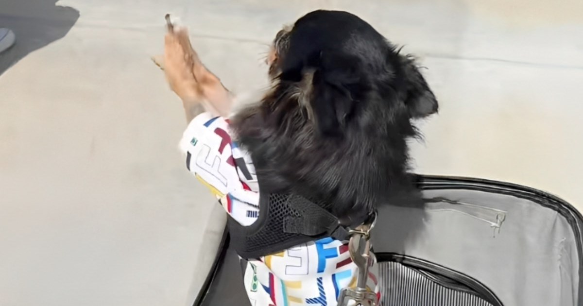 Čivava tijekom šetnje svima maše: "Odvela bih je kući sa sobom"