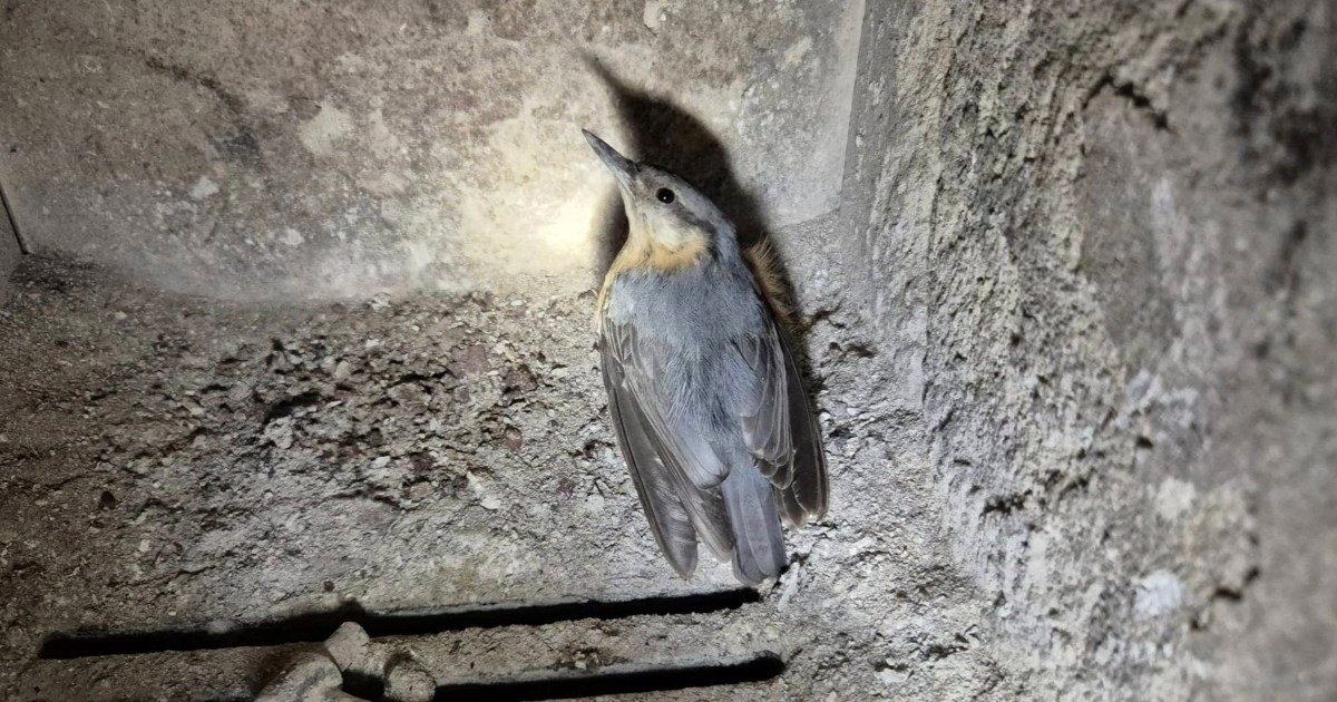 Iznenađenje u peći jednog Zagrepčanina: Brgljez uletio u dom kroz dimnjak