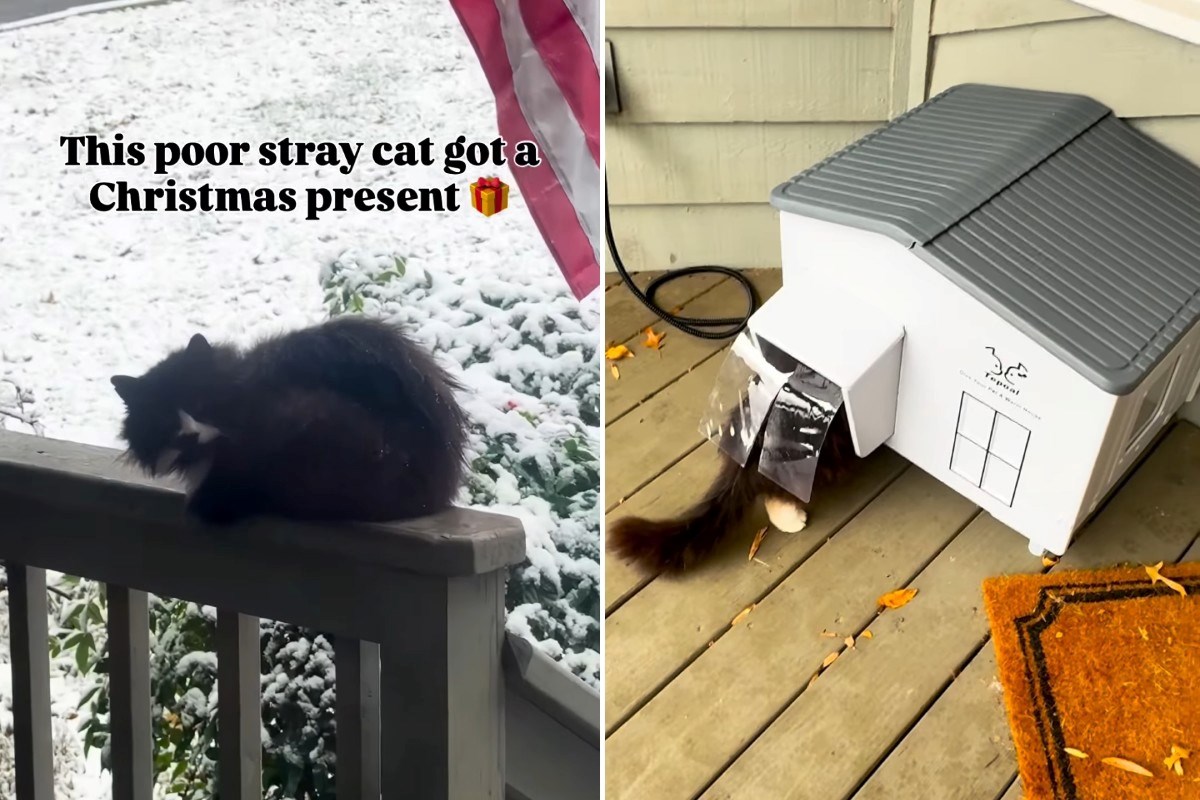 Mačka lutalica je dobila najljepši božićni poklon, snimka topi srca