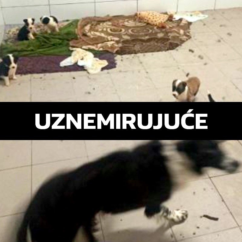 Što se događa u azilu u Slatini? Volonteri: Psi su bolesni, ugibaju. Uvjeti su grozni