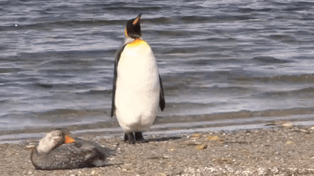 VIDEO Snimka pingvina koji pokušava neprimjetno odšetati od patke postala hit