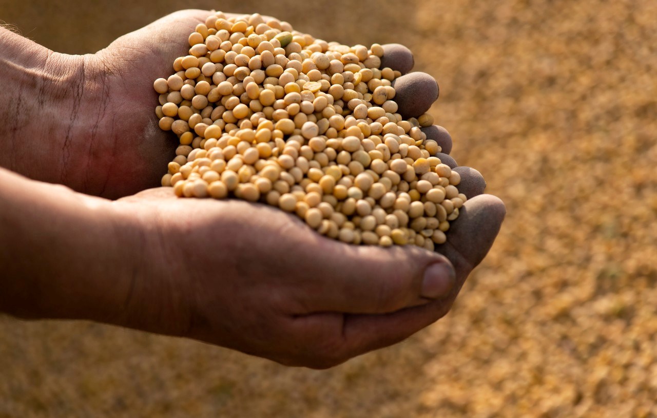 Kina se okreće državnim rezervama soje zbog visokih cijena