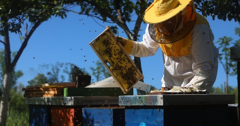 Pčelari: Ministarstvo nas želi natjerati da maknemo pčele od vila s bazenima