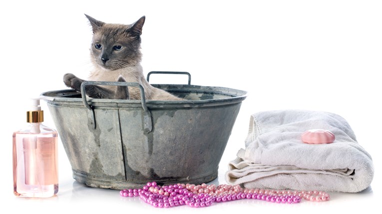 VIDEO Mačke uglavnom ne vole vodu, no ove su posebne