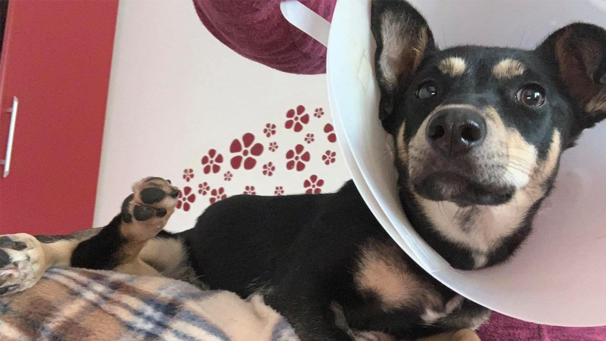 Mayu je udario auto i ostavio je sa slomljenom kralježnicom. Hitno treba pomoć