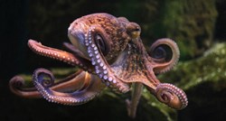 Studija: Ženke hobotnica bacaju stvari na mužjake koji ih gnjave