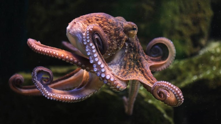 Ženke hobotnica bacaju mulj i školjke na mužjake koji ih gnjave